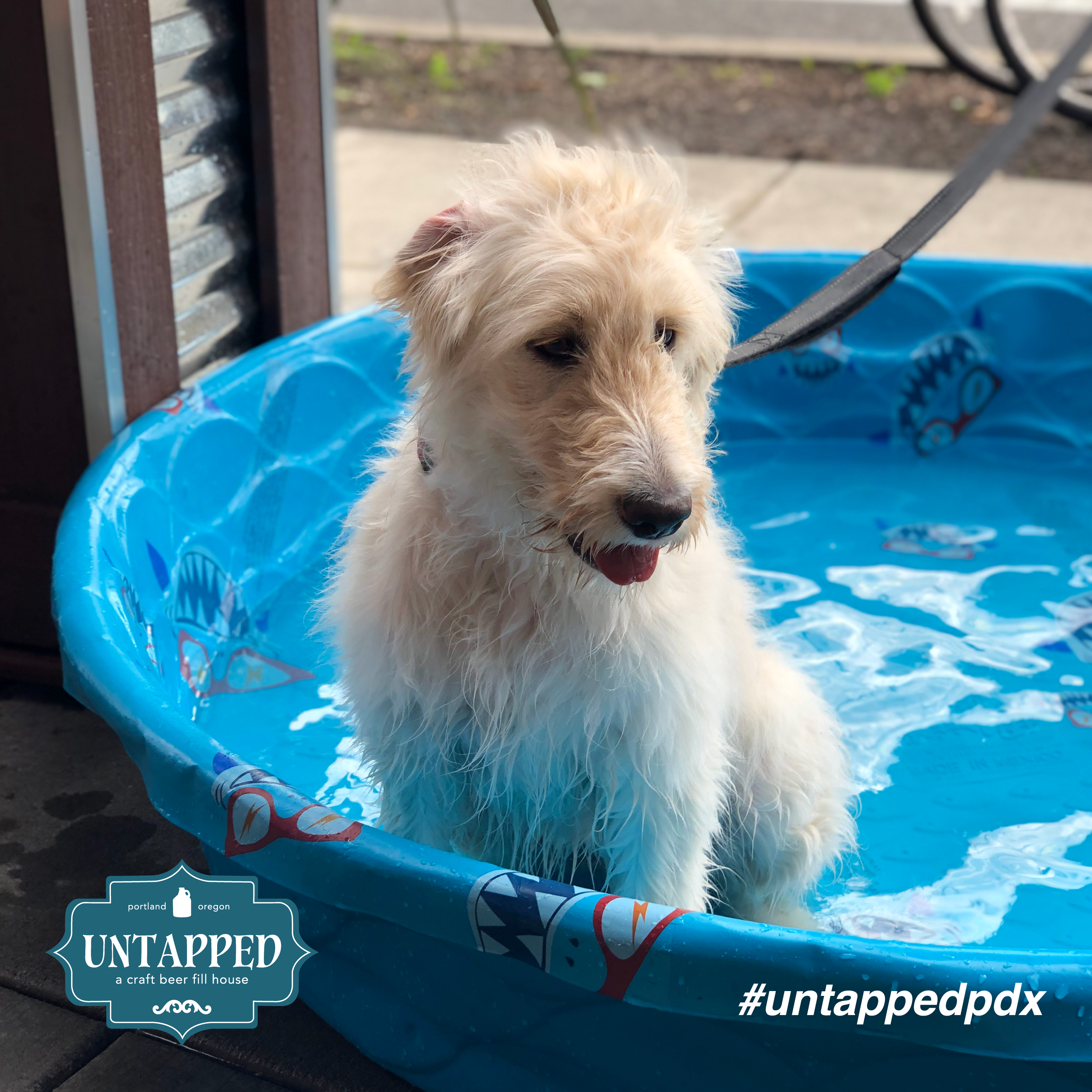 untapped_paws_on_patio_july19-03.png