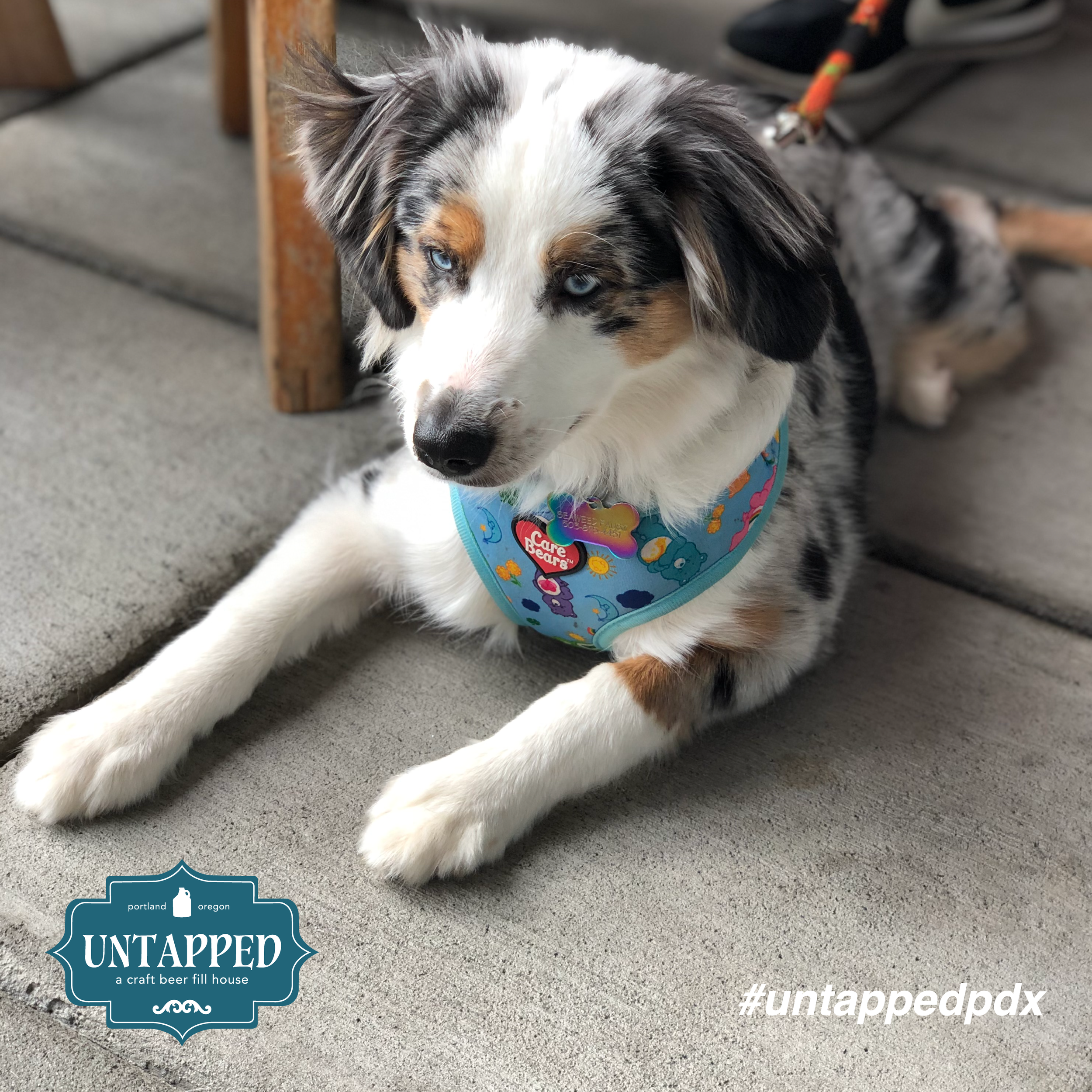 untapped_paws_on_patio_july19-02.png