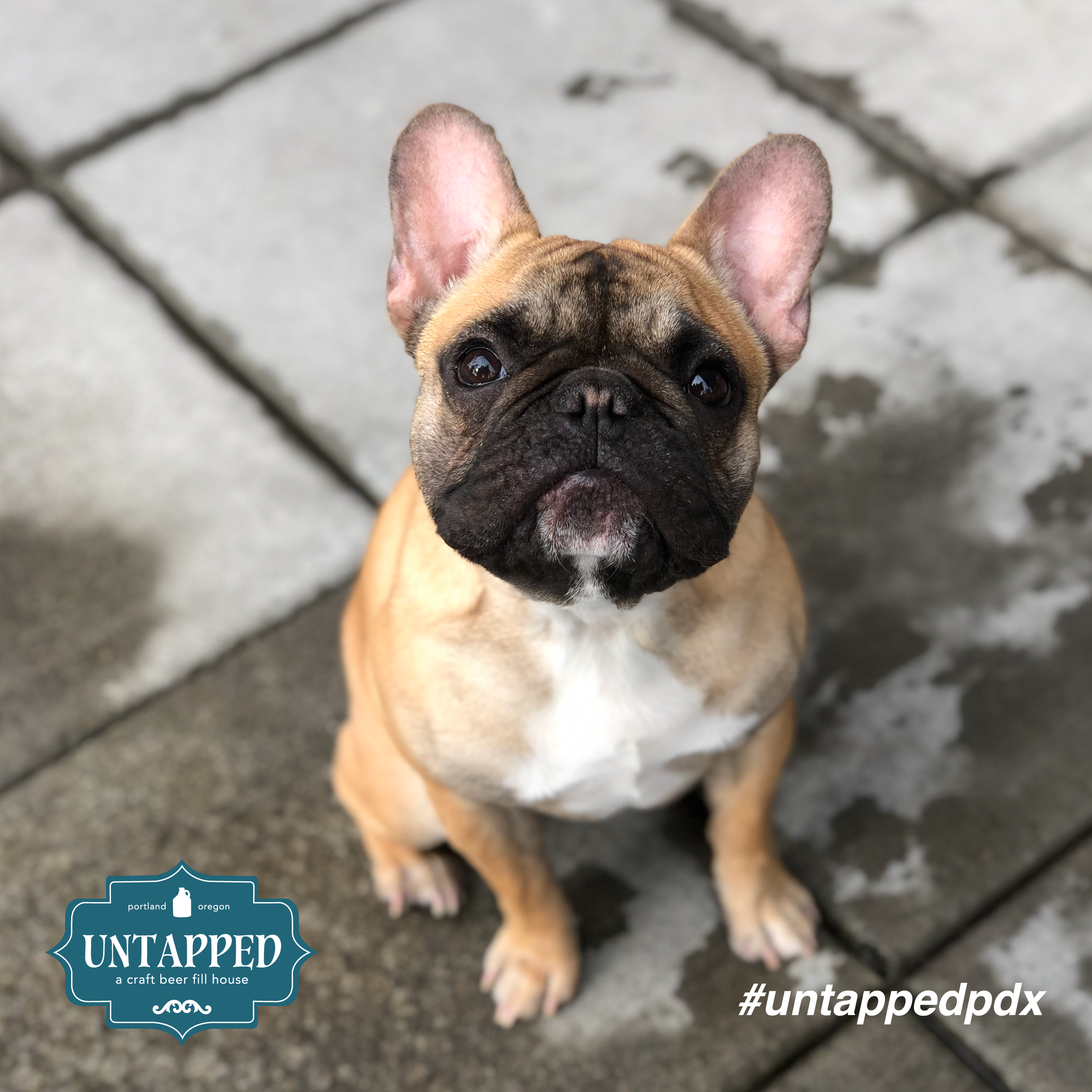untapped_paws_on_patio_july19-01.png