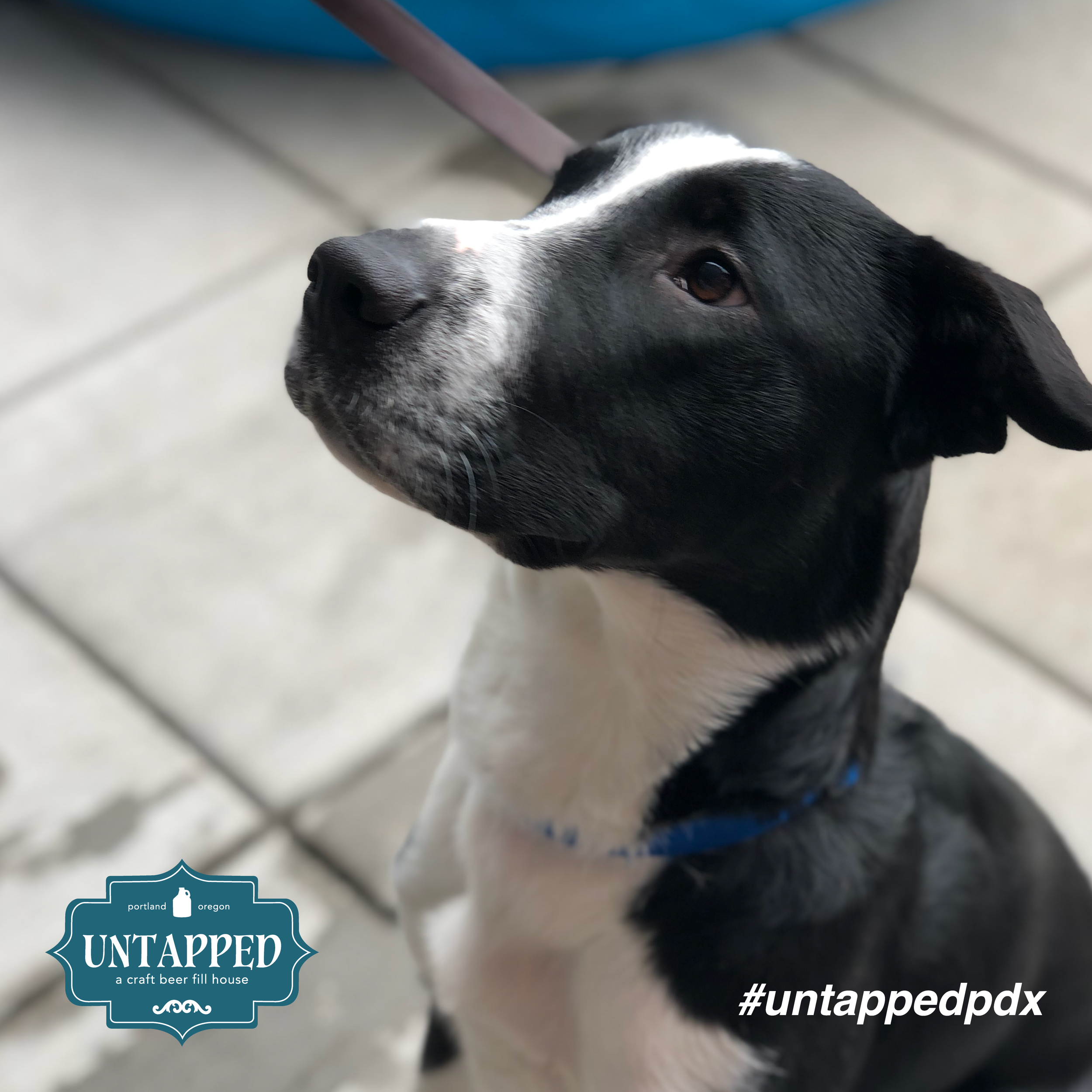 untapped_paws_on_patio_july19-08.png