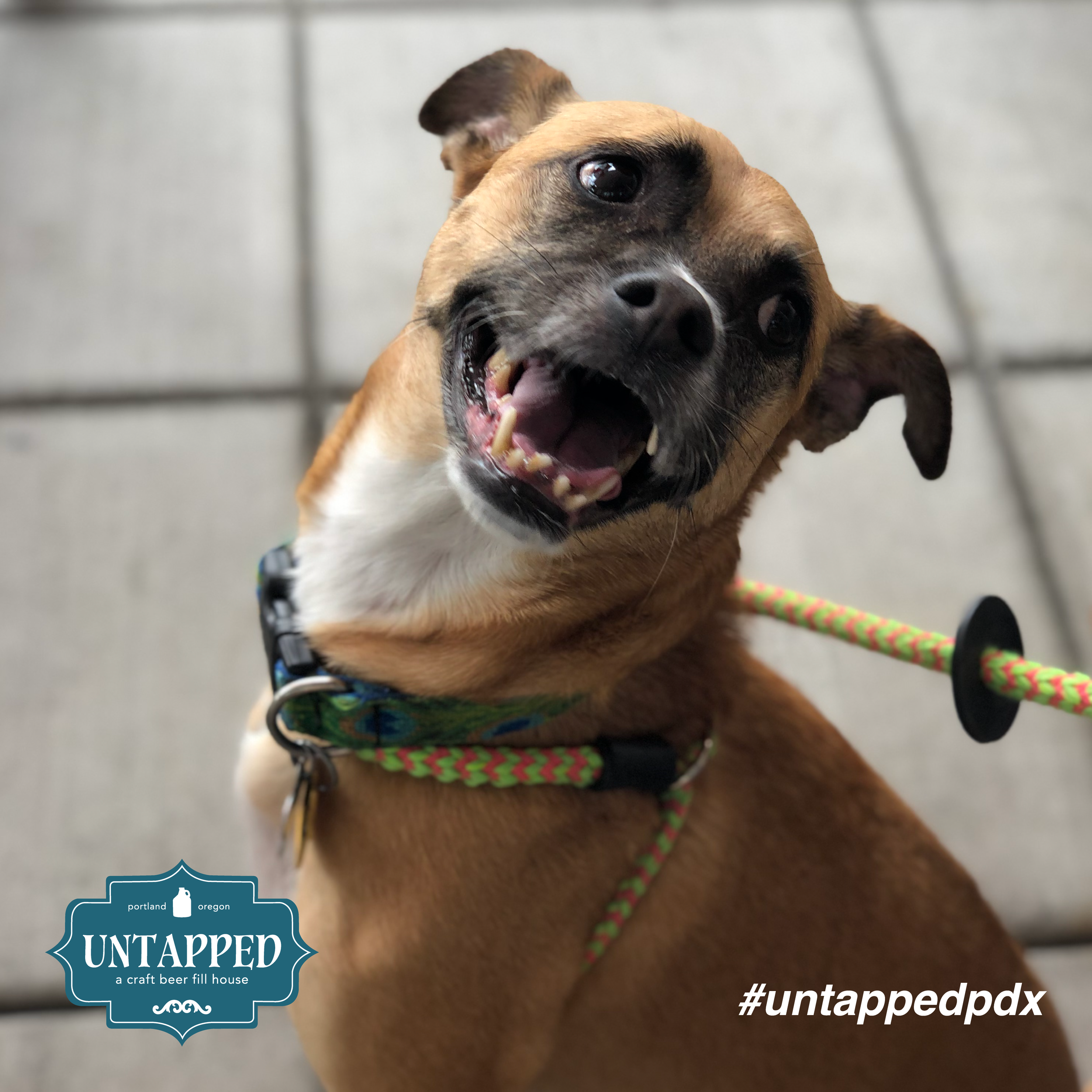untapped_paws_on_patio_july19-09.png