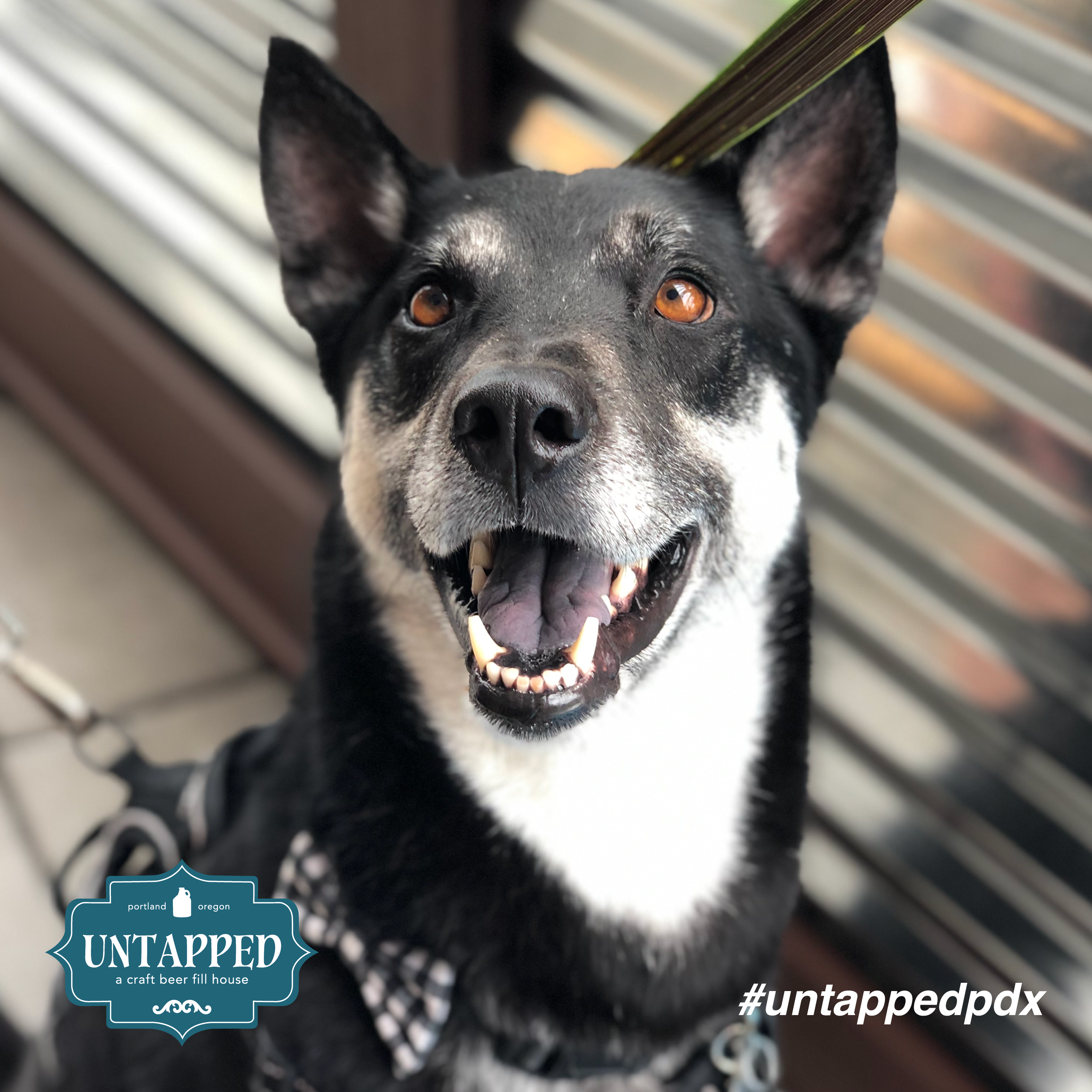 untapped_paws_on_patio_july19-06.png
