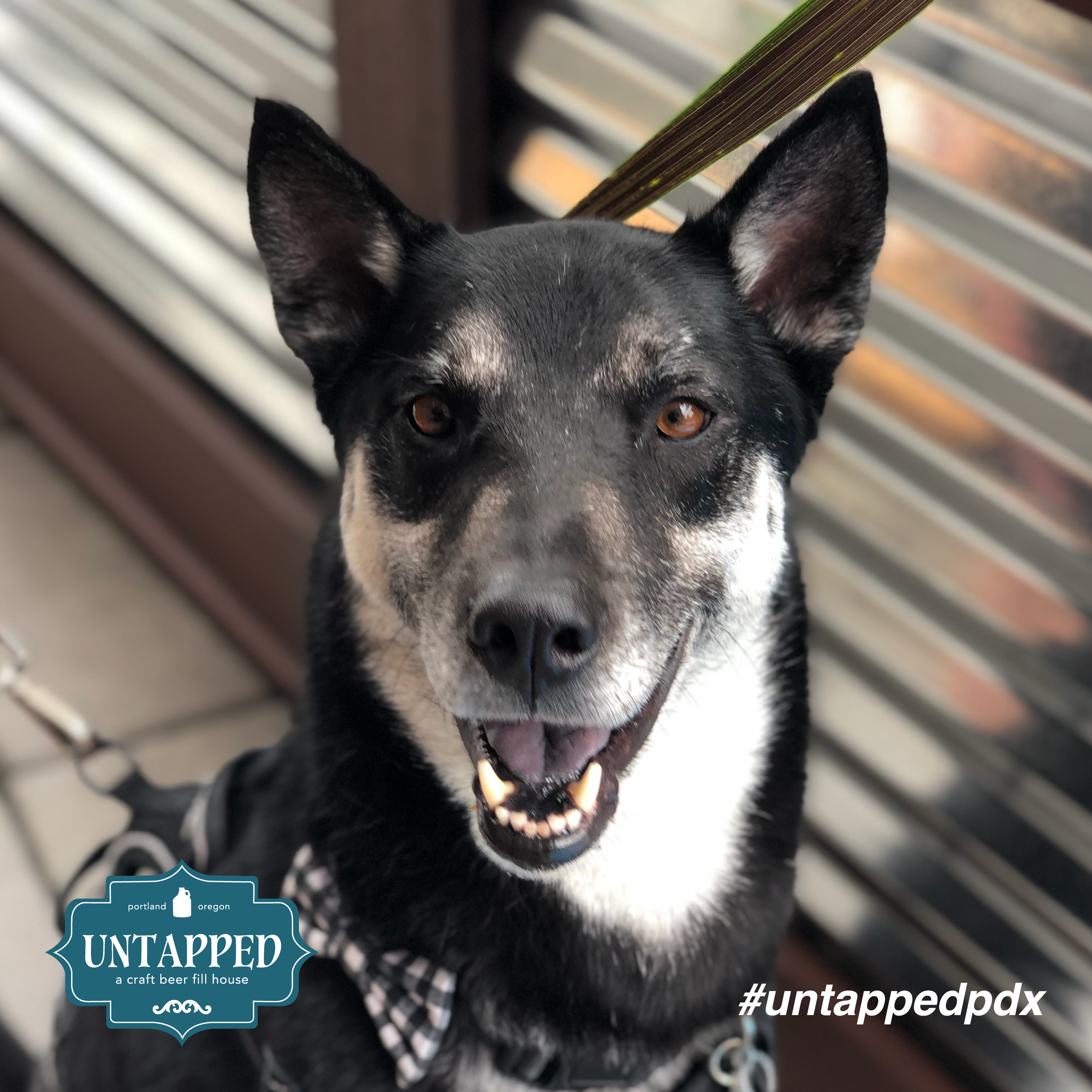 untapped_paws_on_patio_july19-07.png