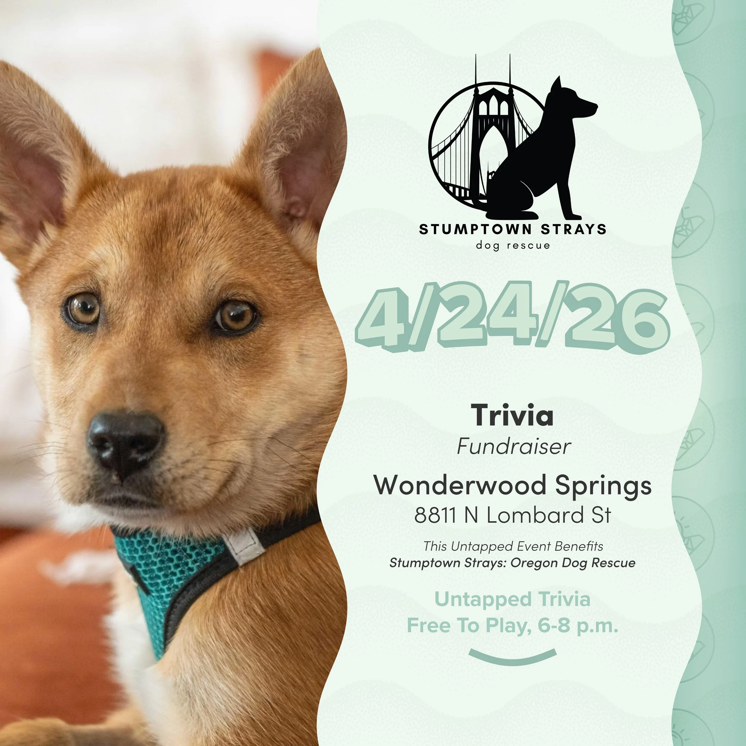 On Tap 4/24/26 &mdash; Trivia at Wonderwood Springs in St. John&rsquo;s join us to raise funds for @stumptownstrays free to play, donations accepted.

@wonderwoodsprings is located at 8811 N Lombard St, Portland, OR 97203

Link to Donate in Bio: Rais