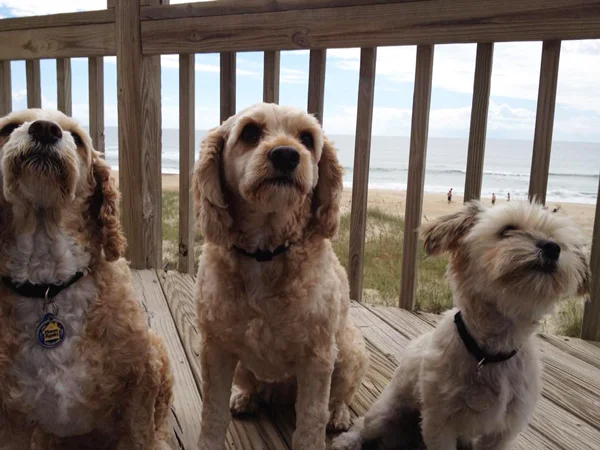 "What do you mean it's too wordy?" Monica asks while vacationing with her family in North Carolina | August 2015