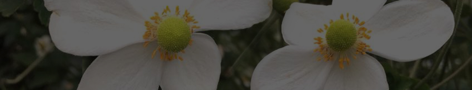 background-2.jpg