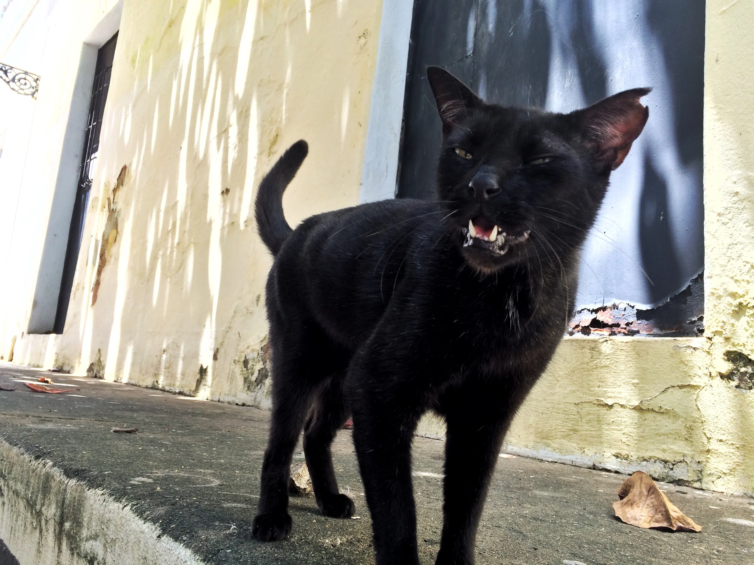 The Cats of Old San Juan