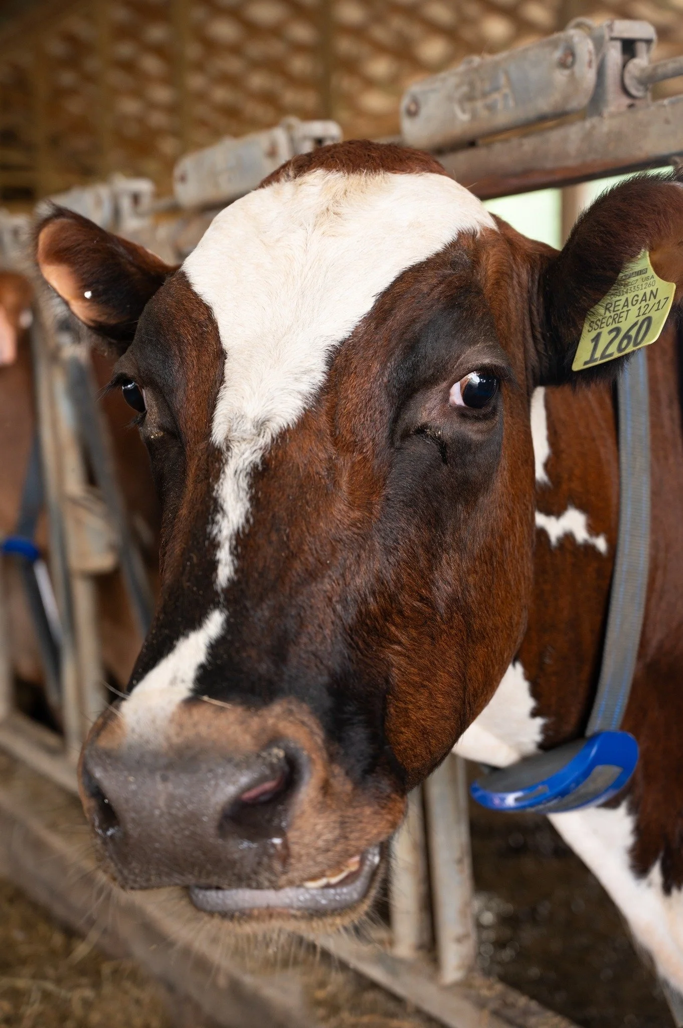 Local Ice Cream Made With A2 Jersey Cow Milk From Massachusetts