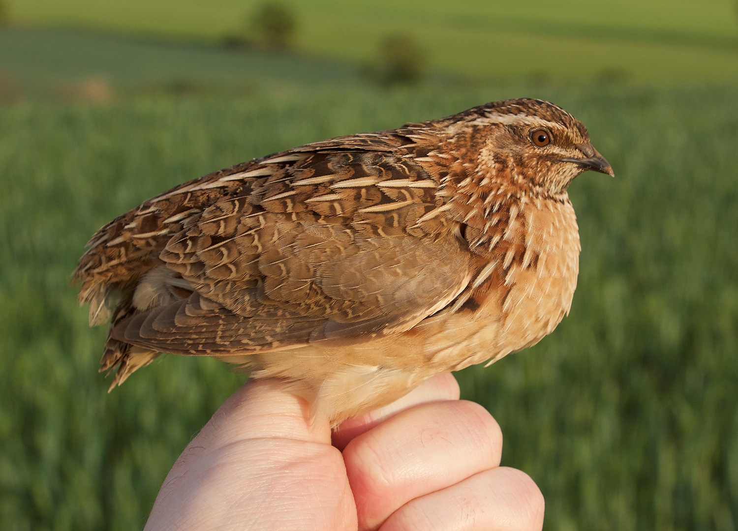 Quail 1