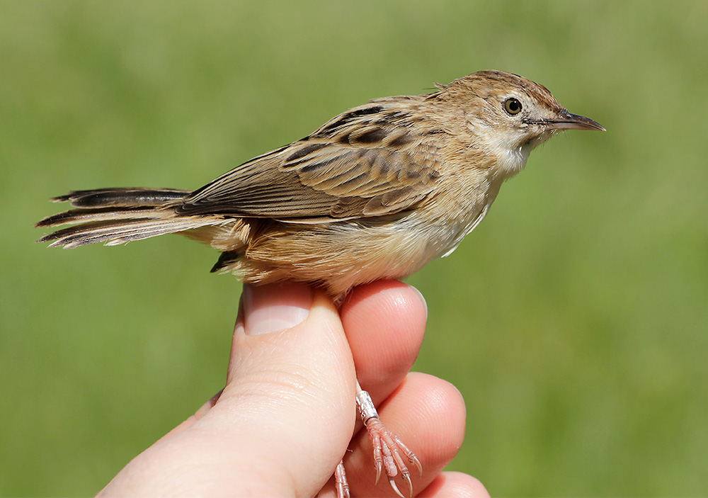Zitting Cisticola