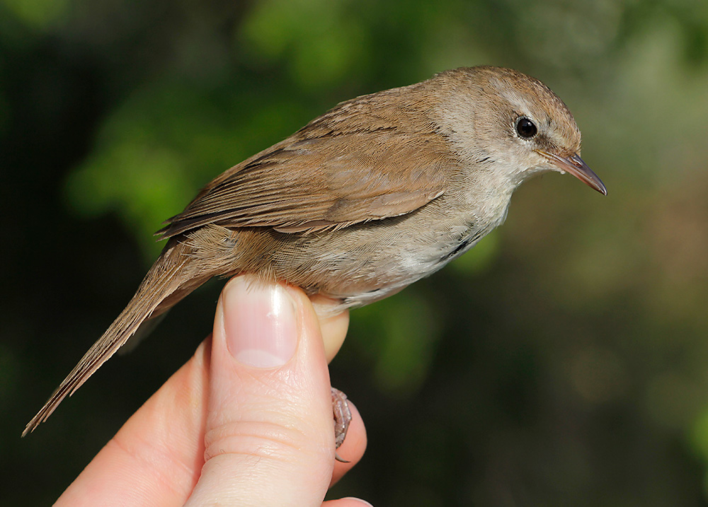 Bastard Nightingale (true story – look up the Spanish/Catalan name)