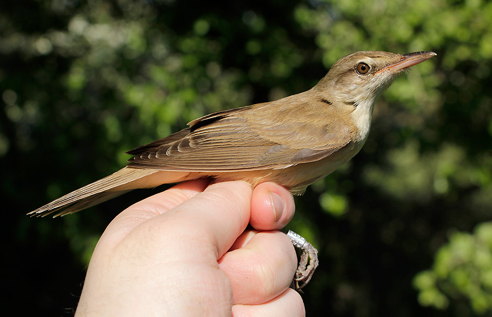 Great Reed Warbler. This one's only a teeny-tiny one. They can get about 10% bigger.