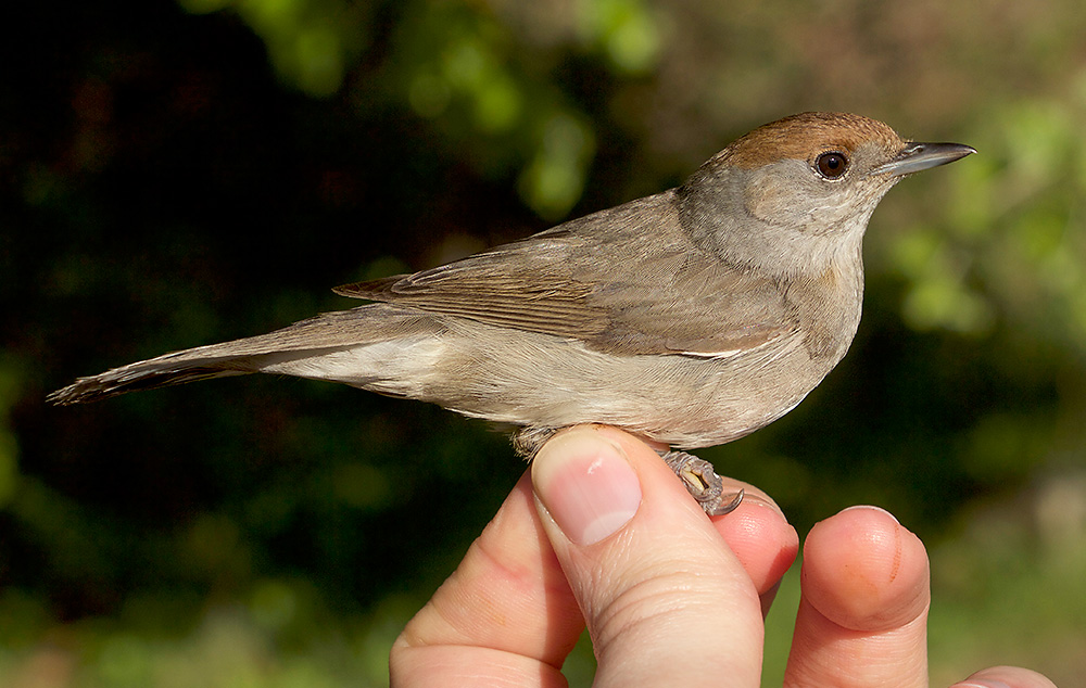 Blackcap, female. What you often don't see in the field – or indeed in field guides – is the subtle rufous spot on the rear of the ear coverts on some female Blackcaps. Up close they're a really attractive bird.