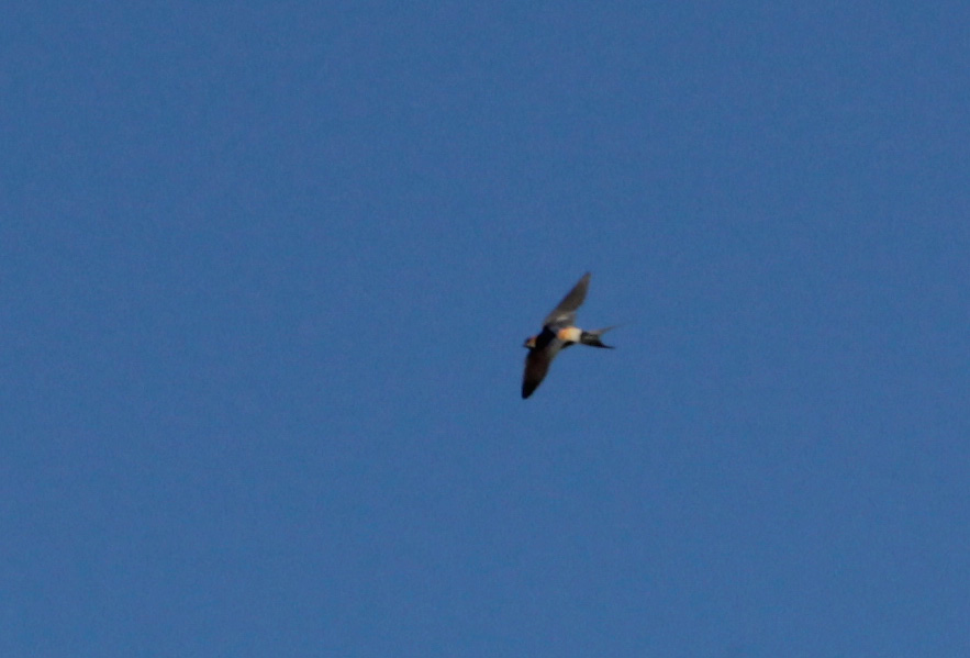 Red-rumped Swallow