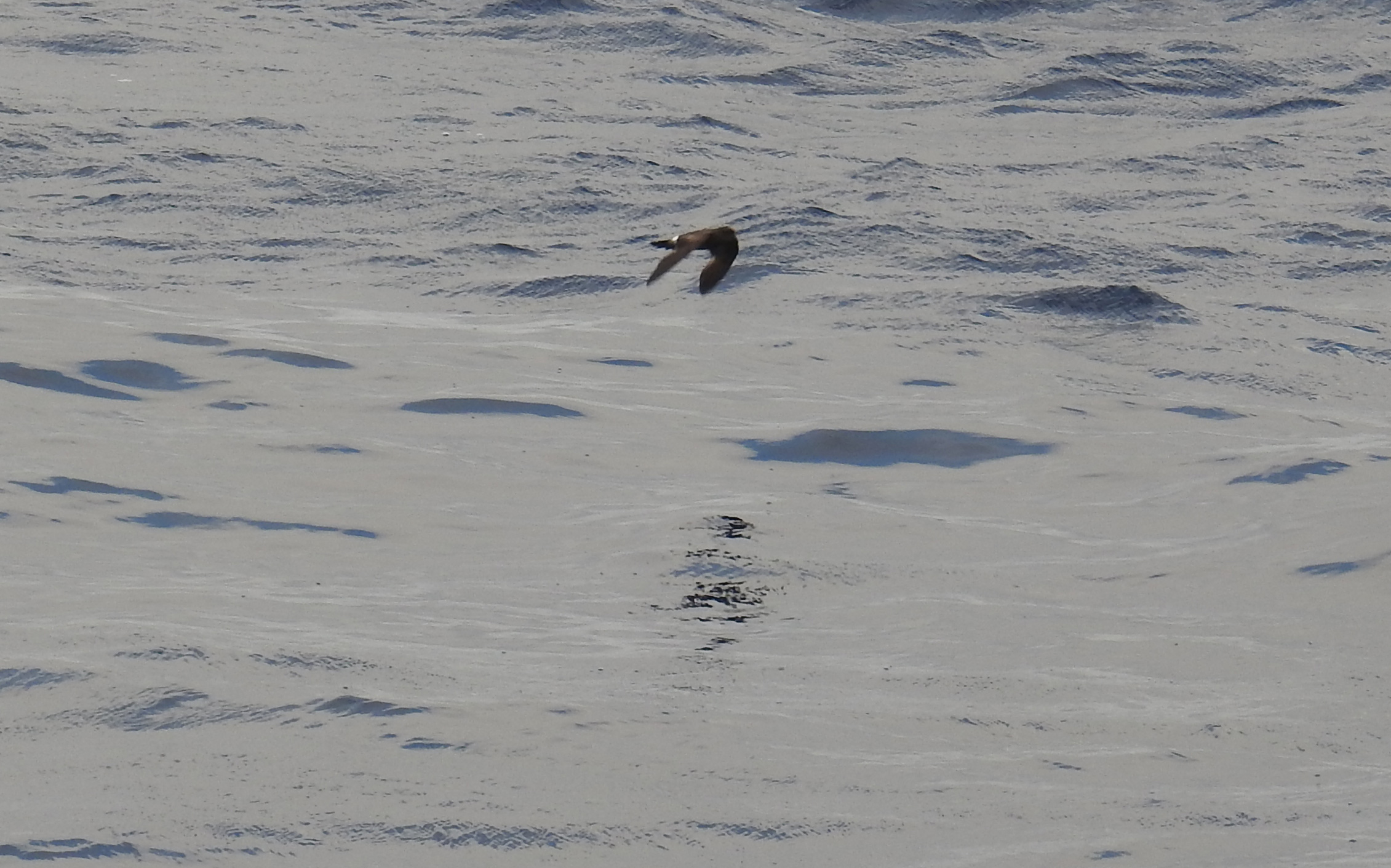 Summer-breeding. Note the thin bill, the slightly forked tail...