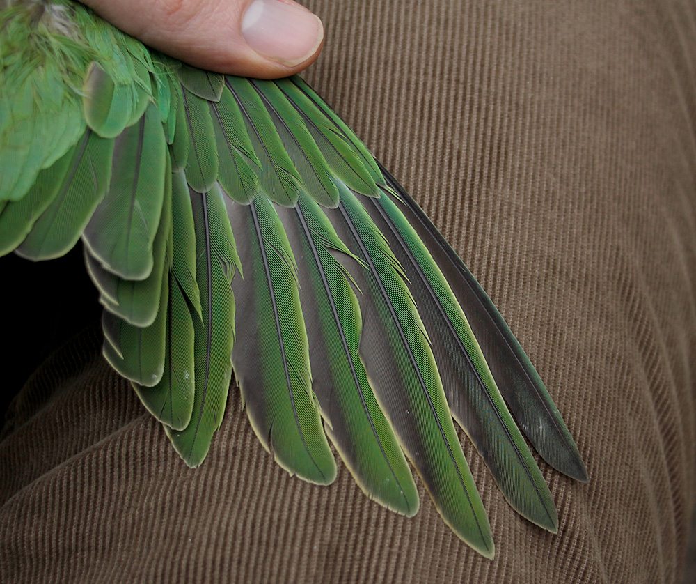 The apparent difference in shape between P5, 6, and 7 is just an effect caused by the placement of the feathers in the photograph.