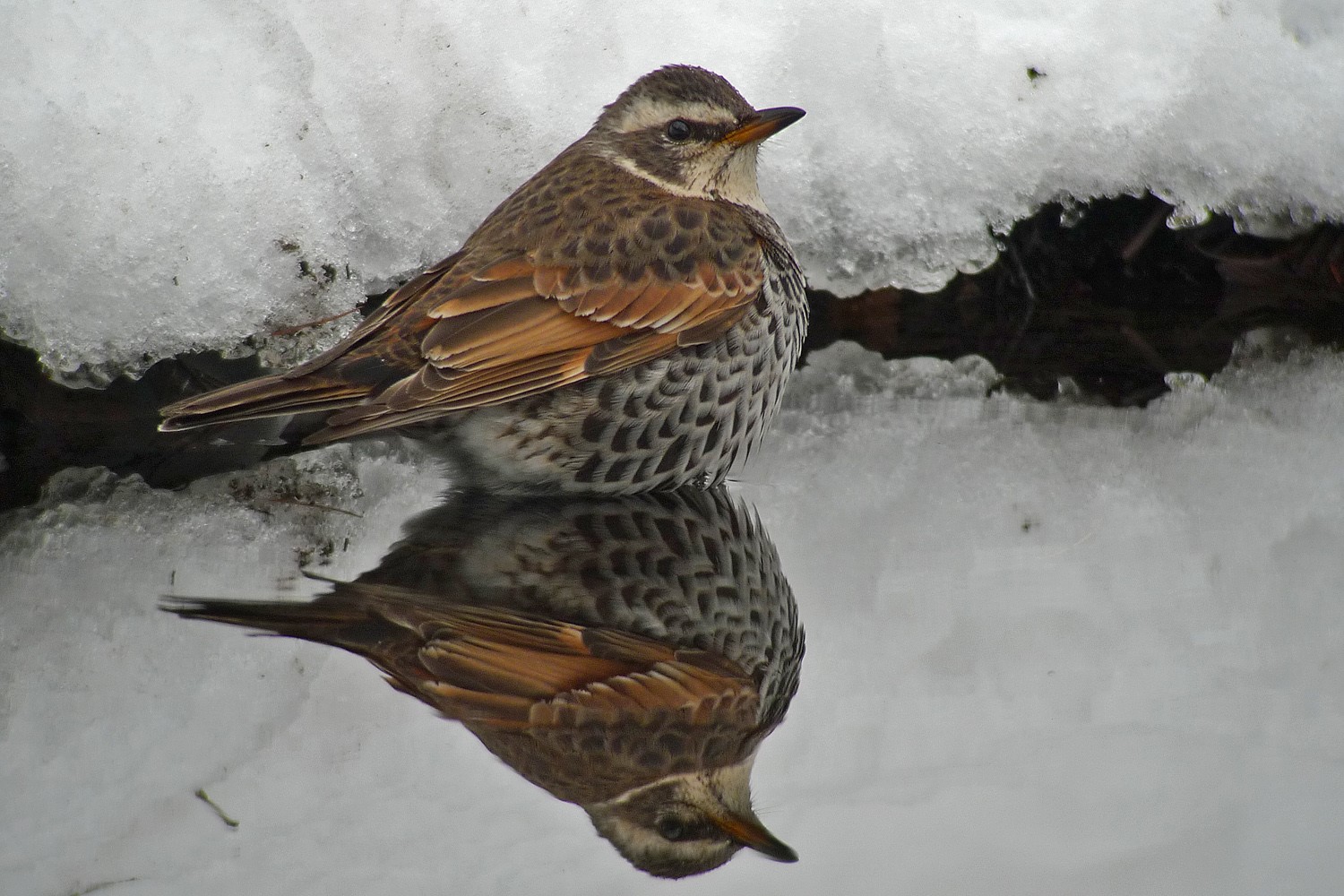 2cy ("first-winter") male Dusky Thrush, February © Pete Morris. This bird is referred to in the discussion below as "Pete's bird"