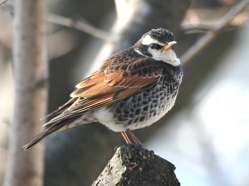 3+cy (adult) male Dusky Thrush, January © Steve Rooke. This bird is referred to in the discussion below as "Steve's bird".