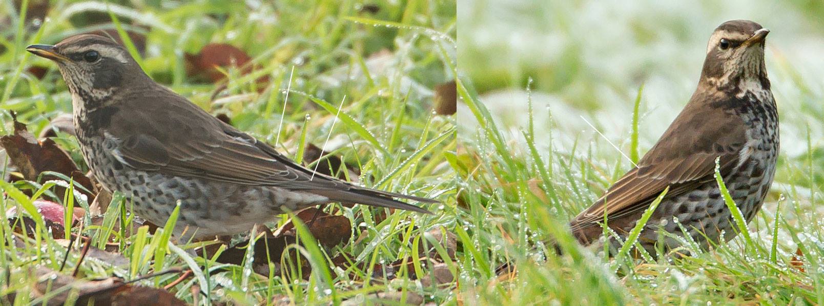 1cy ("first-winter") female Dusky Thrush, Derbyshire, December © Mike Watson