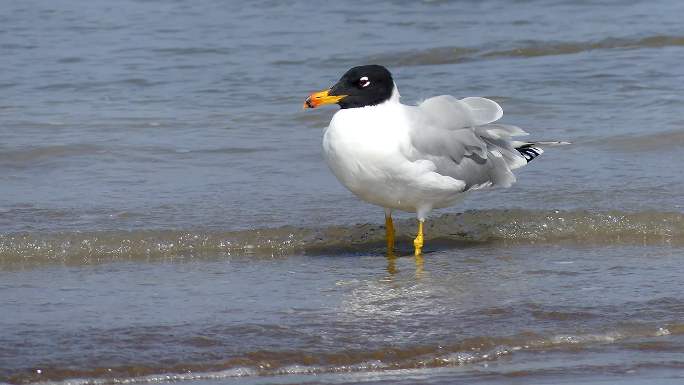 Pallas’s Gull – one of the many spectacular species to be found in Oman.
