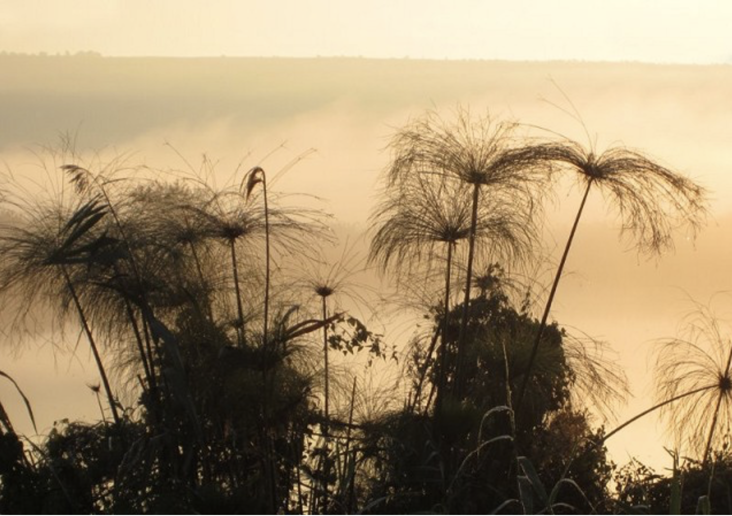 Papyrus at dawn