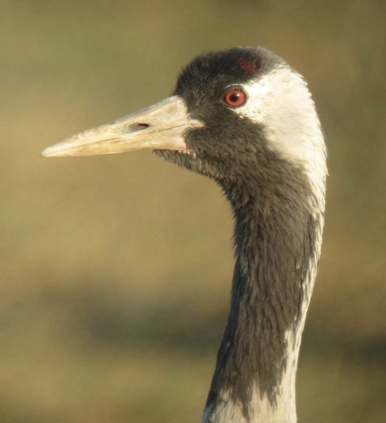 Common Crane, Hula Valley