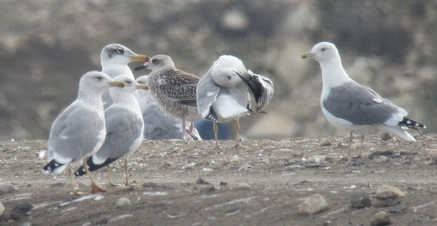 Pallas’s, Armenian, Lesser Black-backed & Steppe Gulls