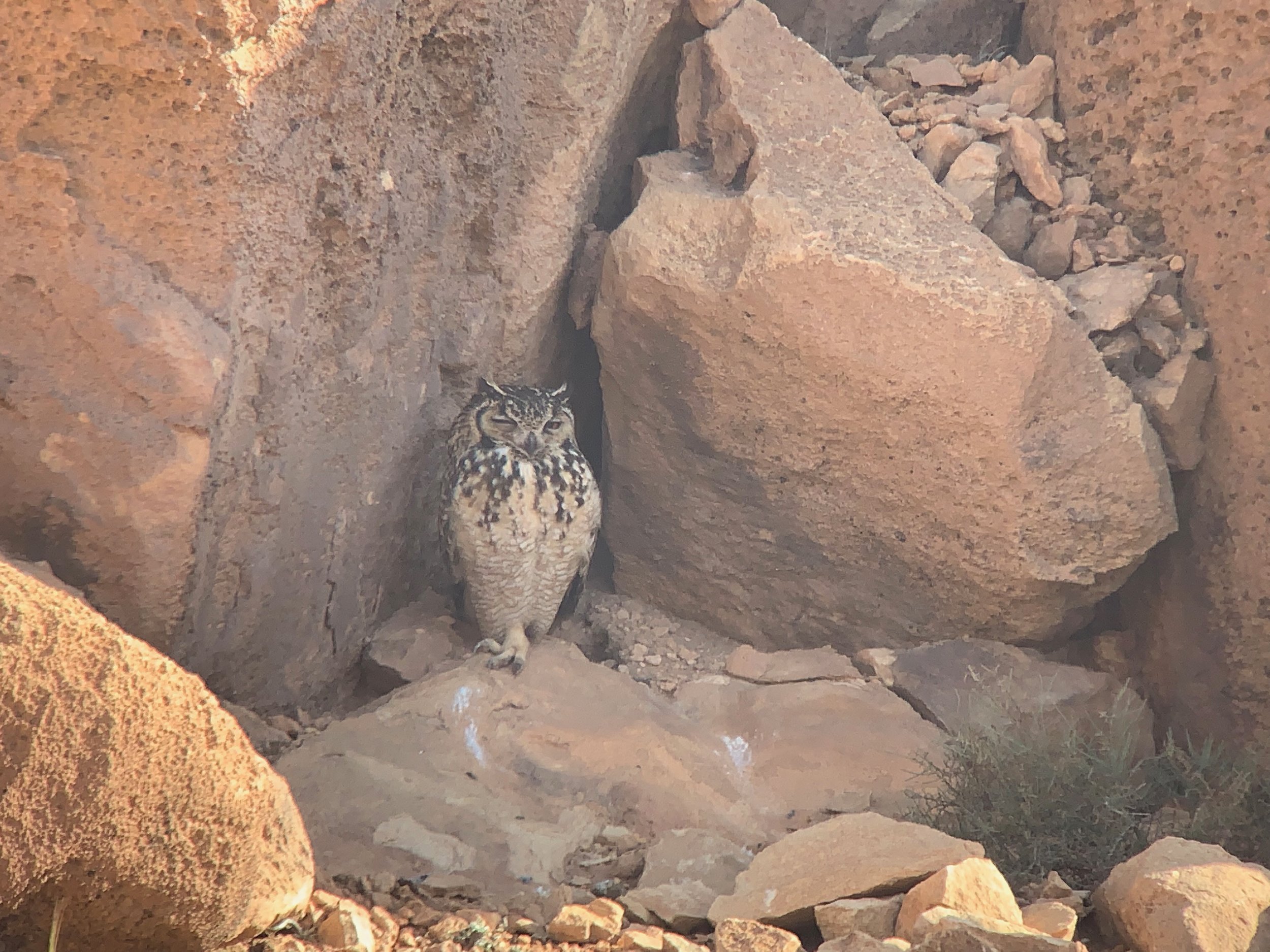 Pharaoh Eagle-owl