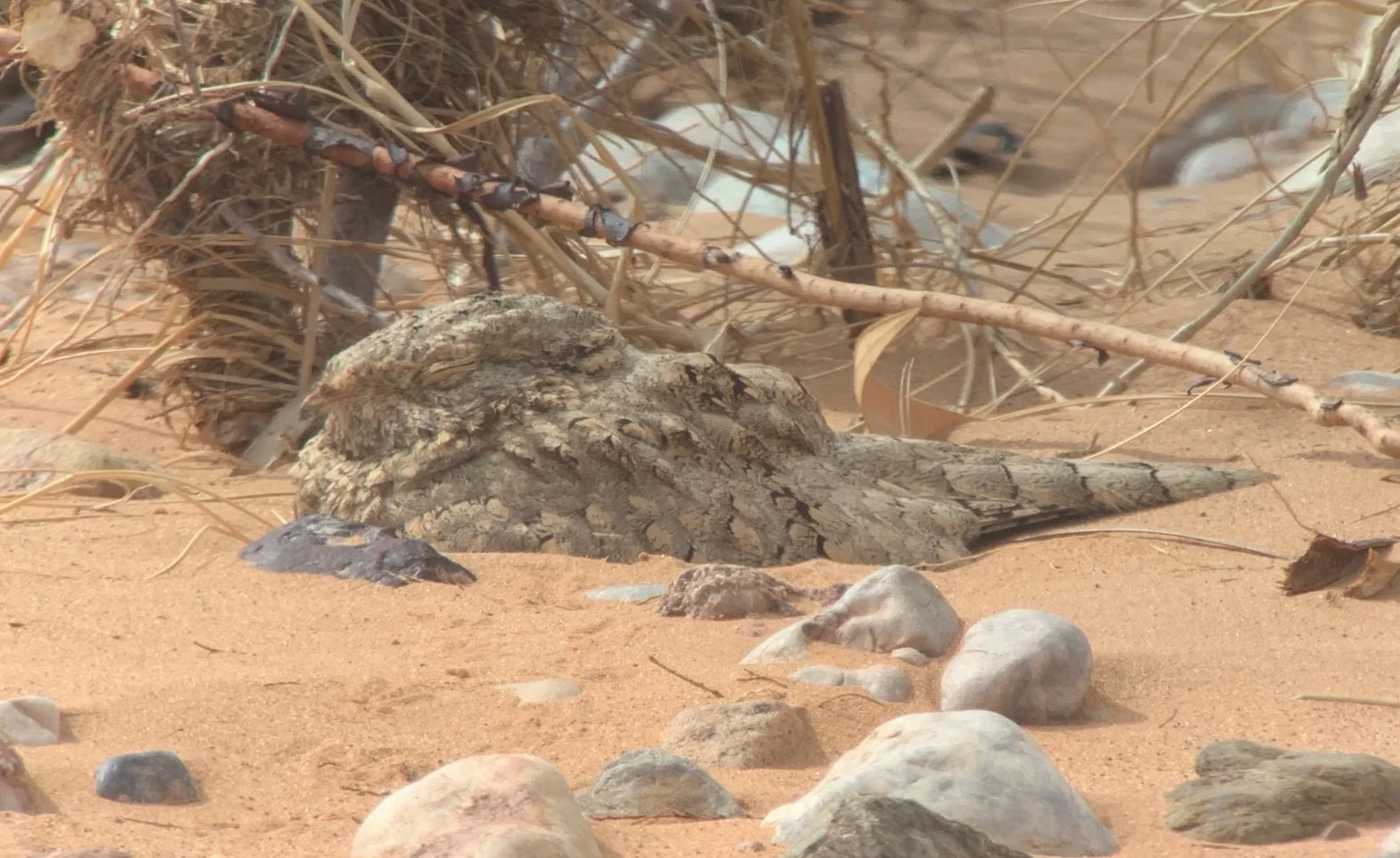 Egyptian Nightjar