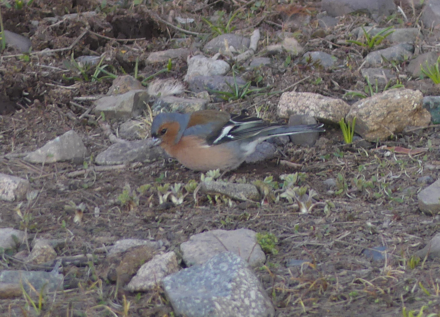 European Chaffinch