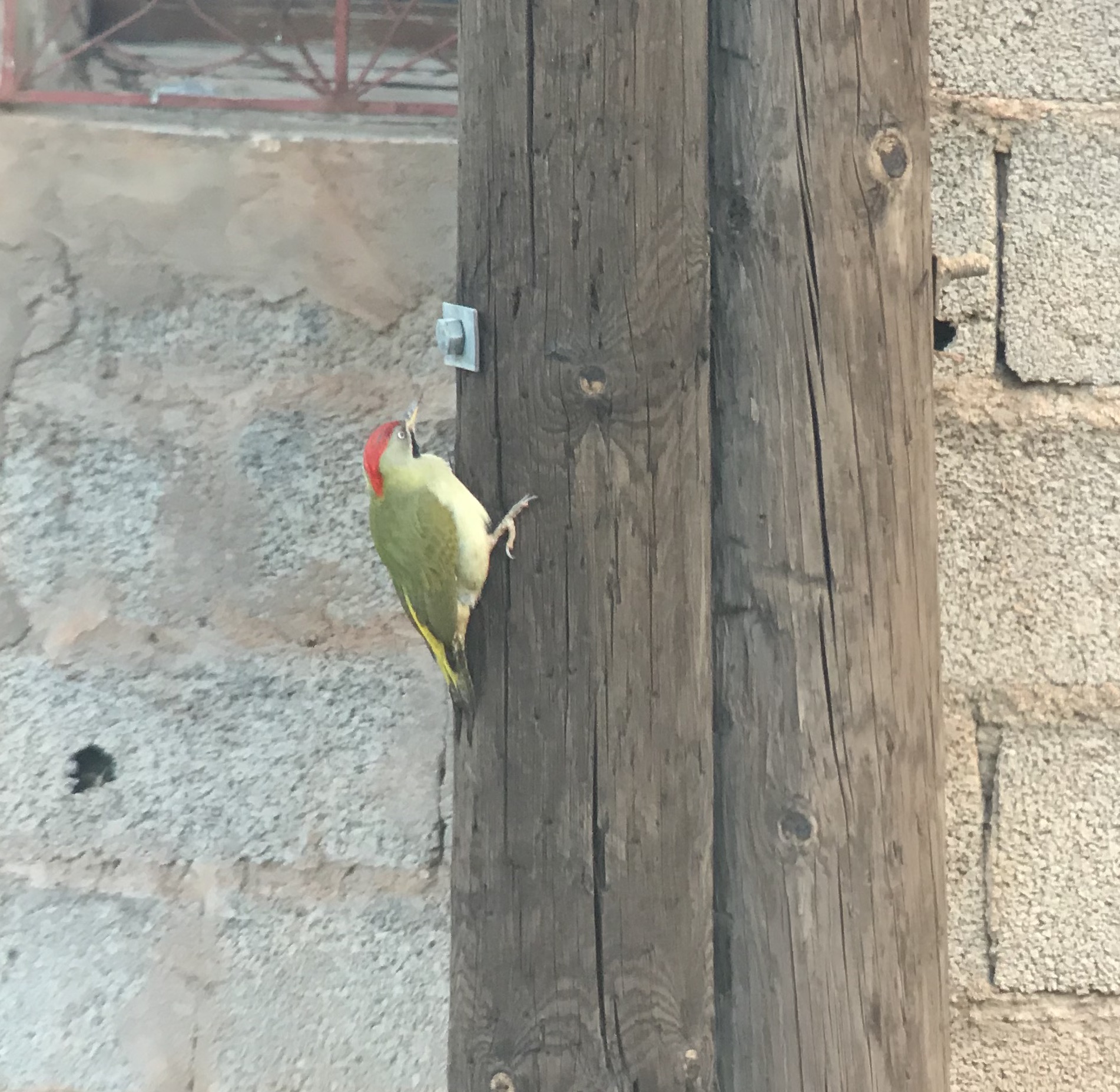Levaillant’s Green Woodpecker