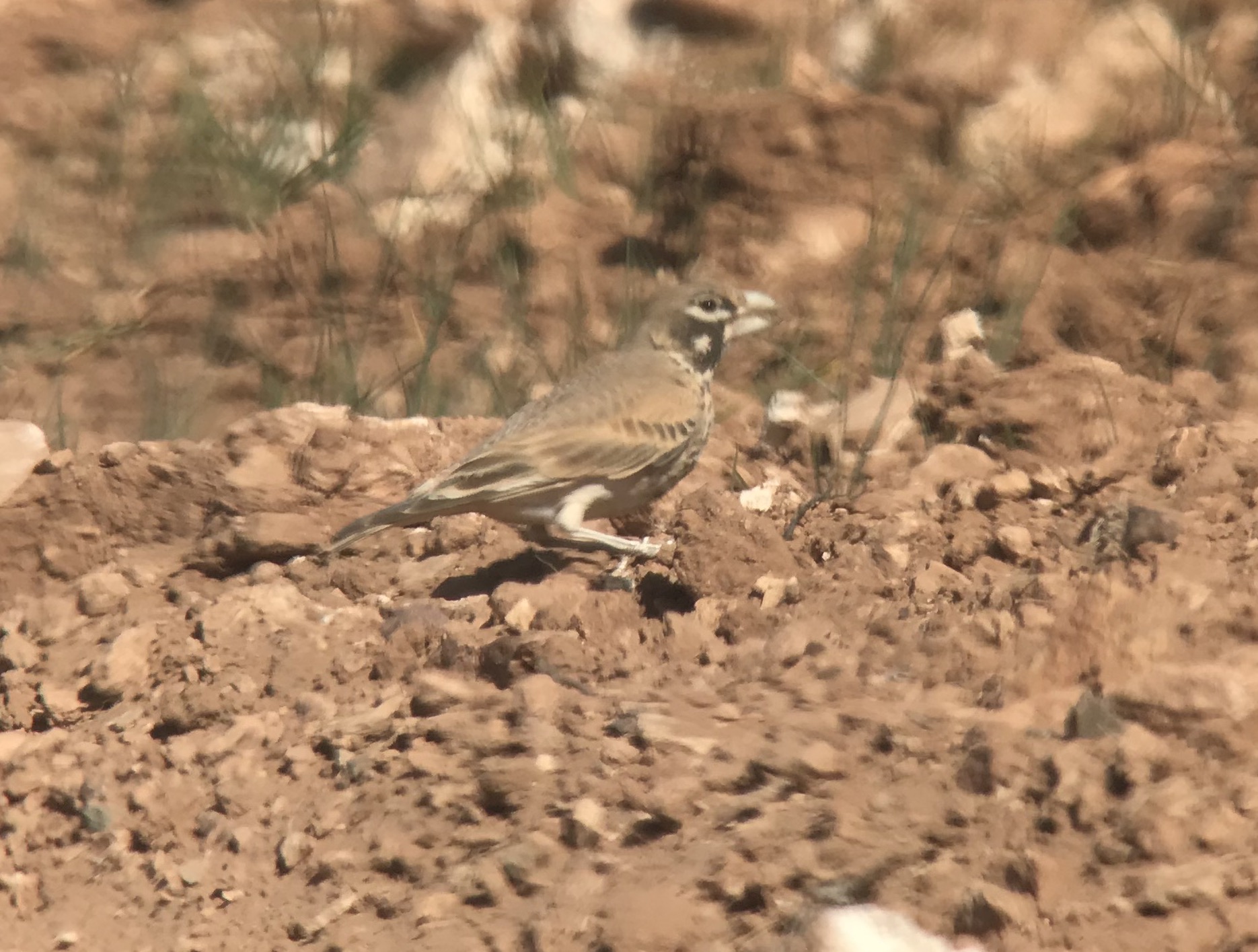 Thick-billed Lark