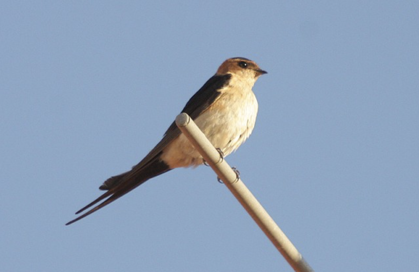 Red-rumped Swallow, Mértola, Portugal