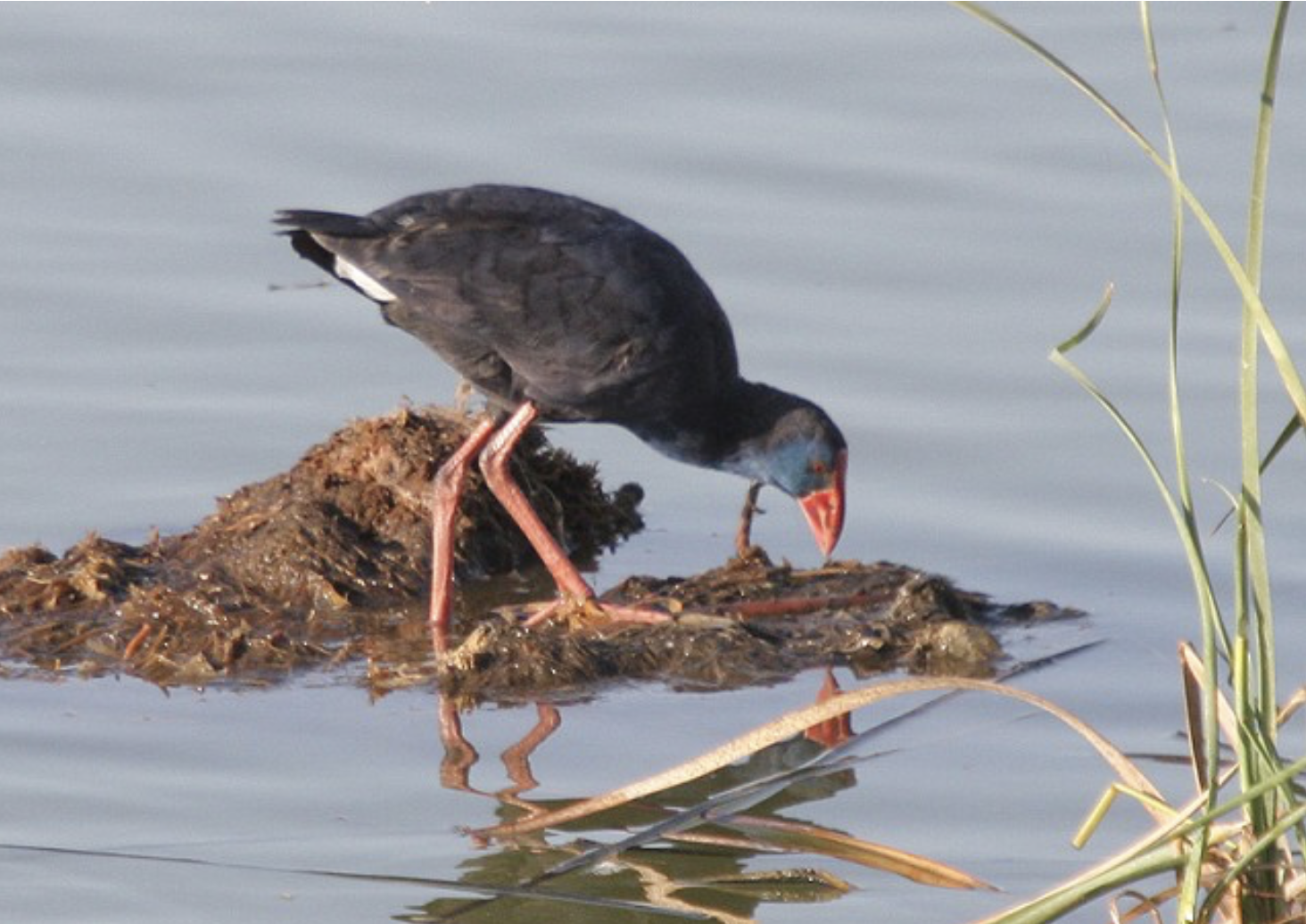 Western Swamphen