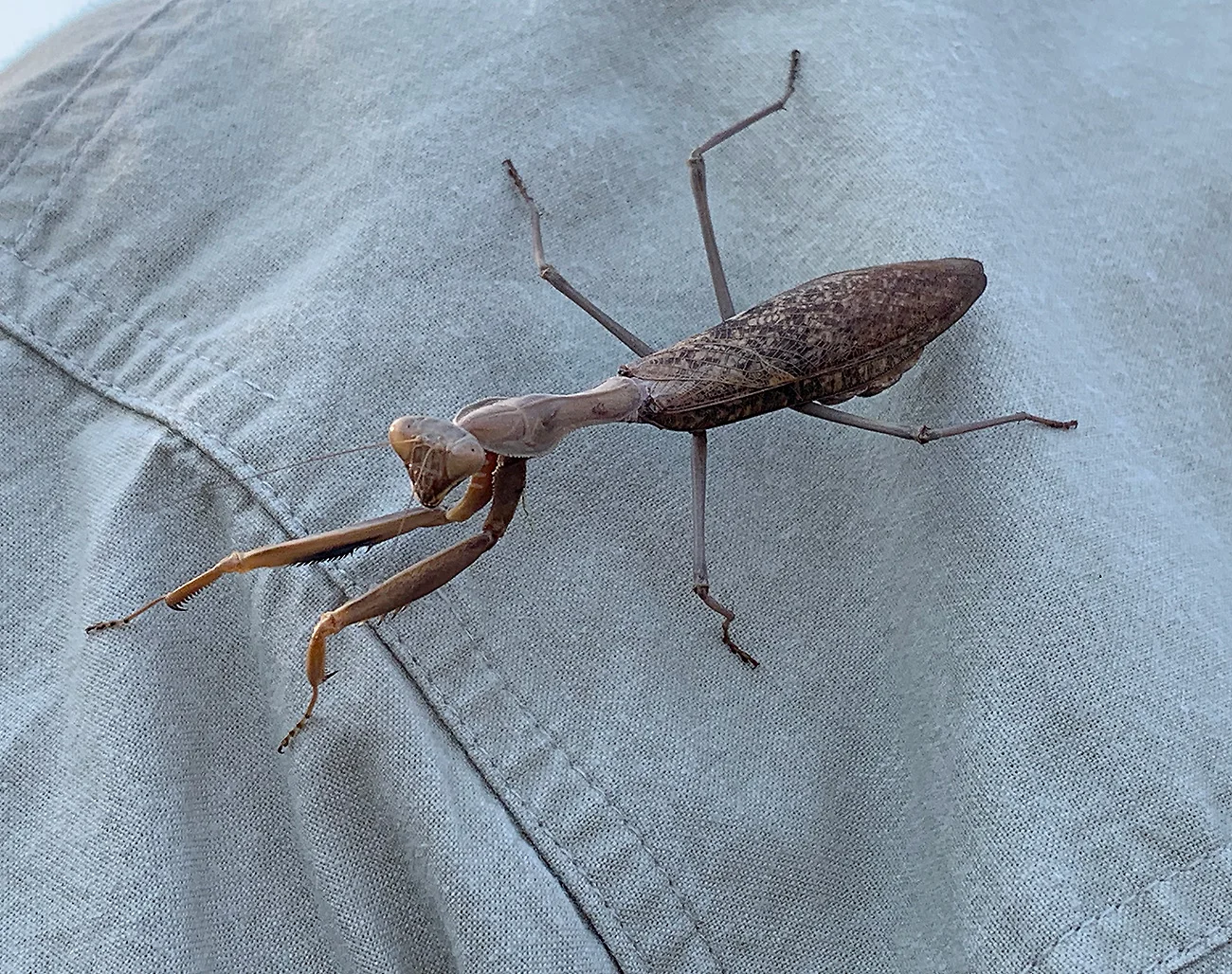 mantis.jpg