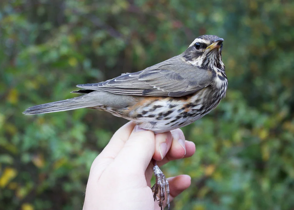 Just a Redwing? This a first-winter Redwing of the nominate subspecies, a winter visitor from Scandinavia.