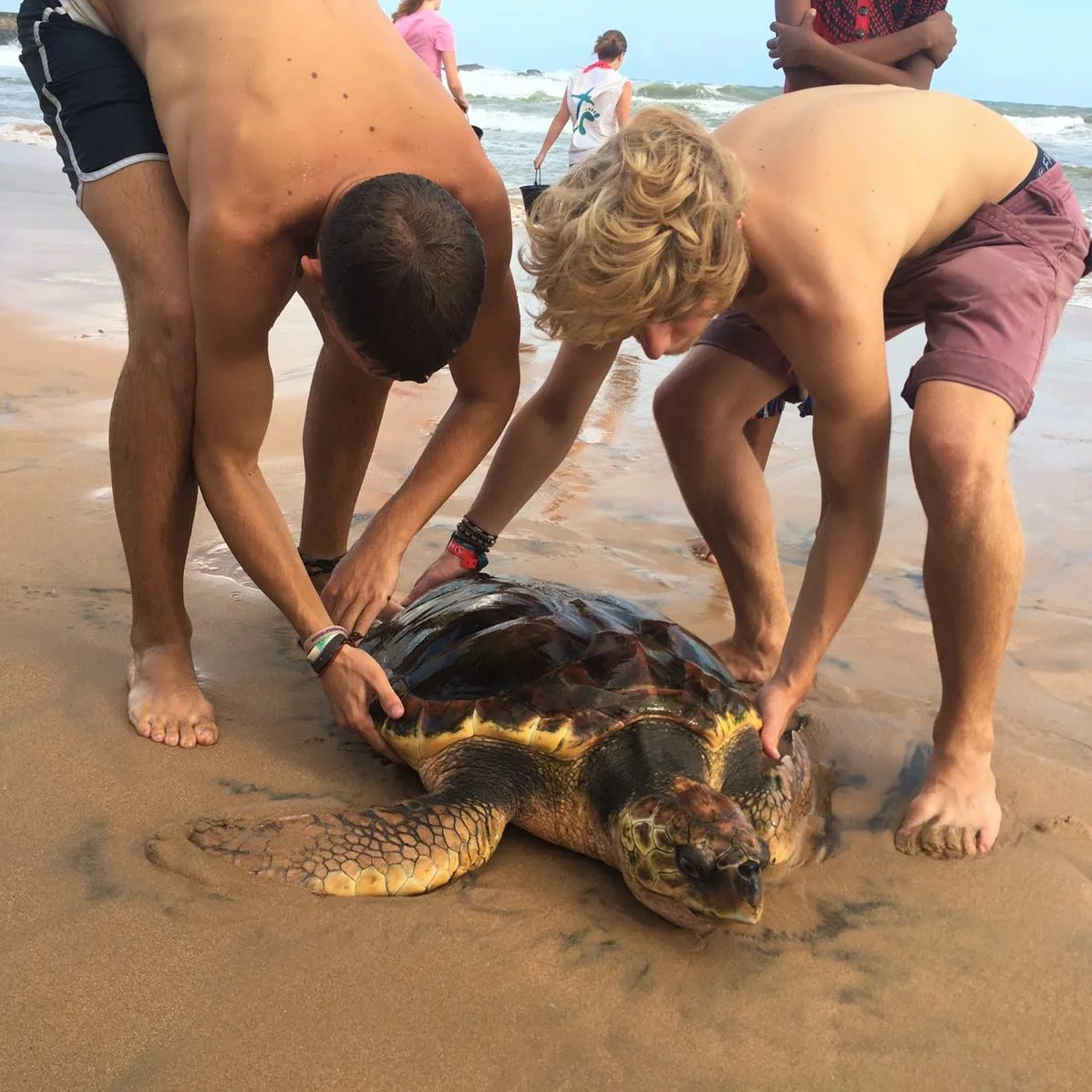 Releasing turtle.jpg