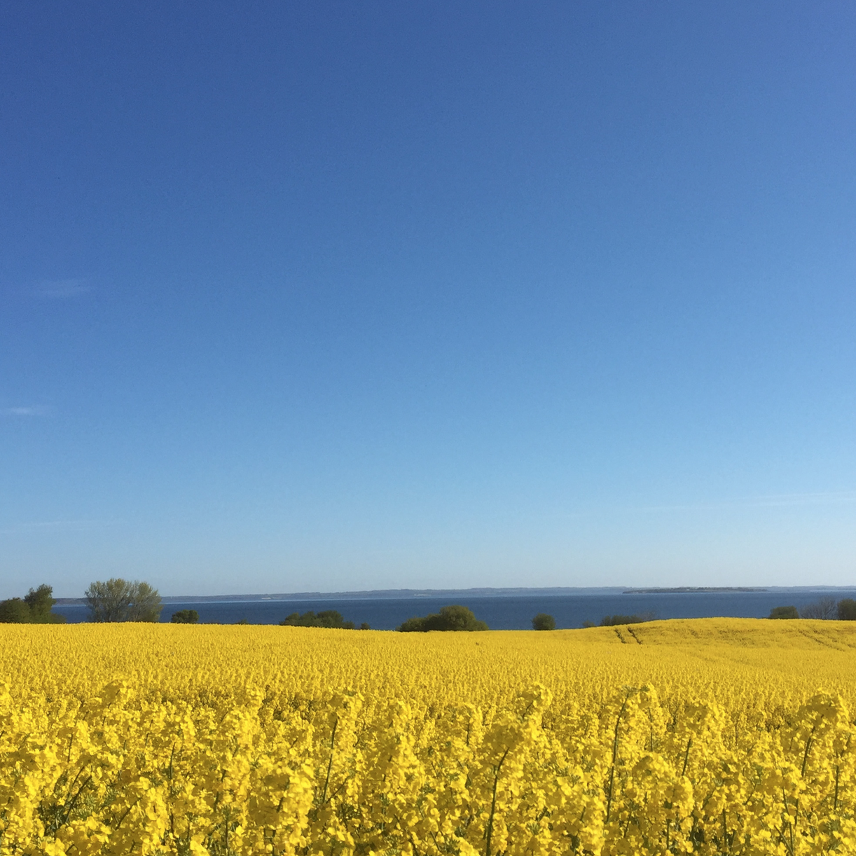 RØNDALGAARD VIEW.png