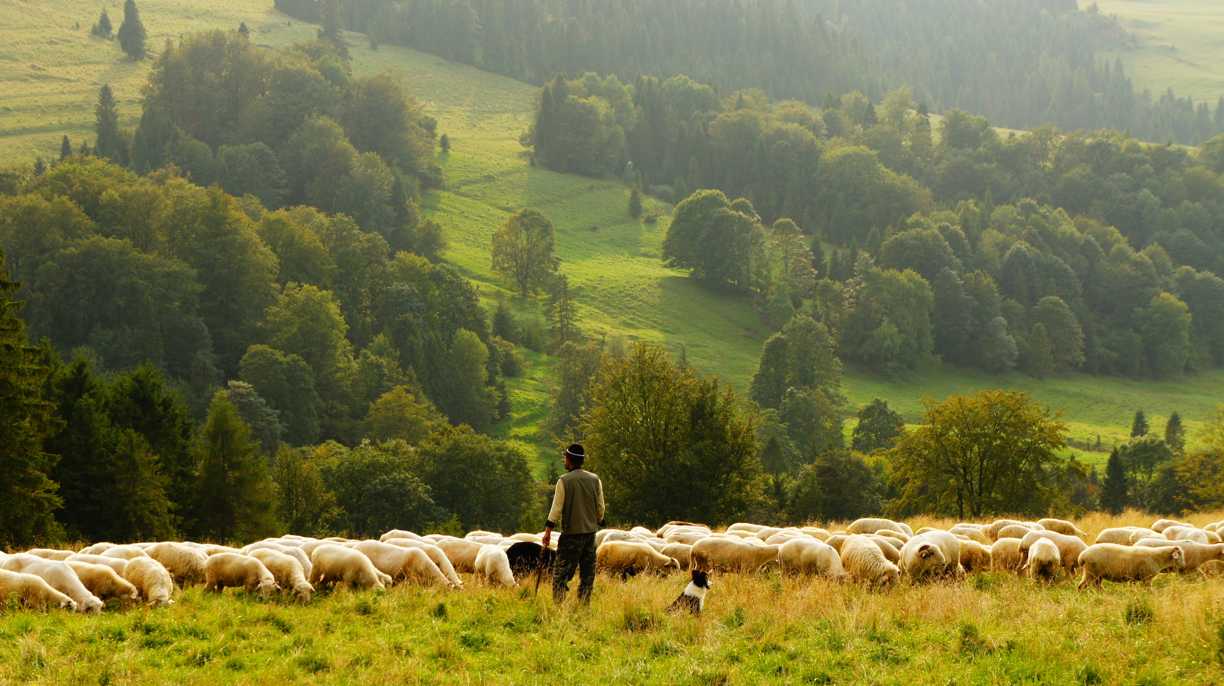 Shepherd.jpeg