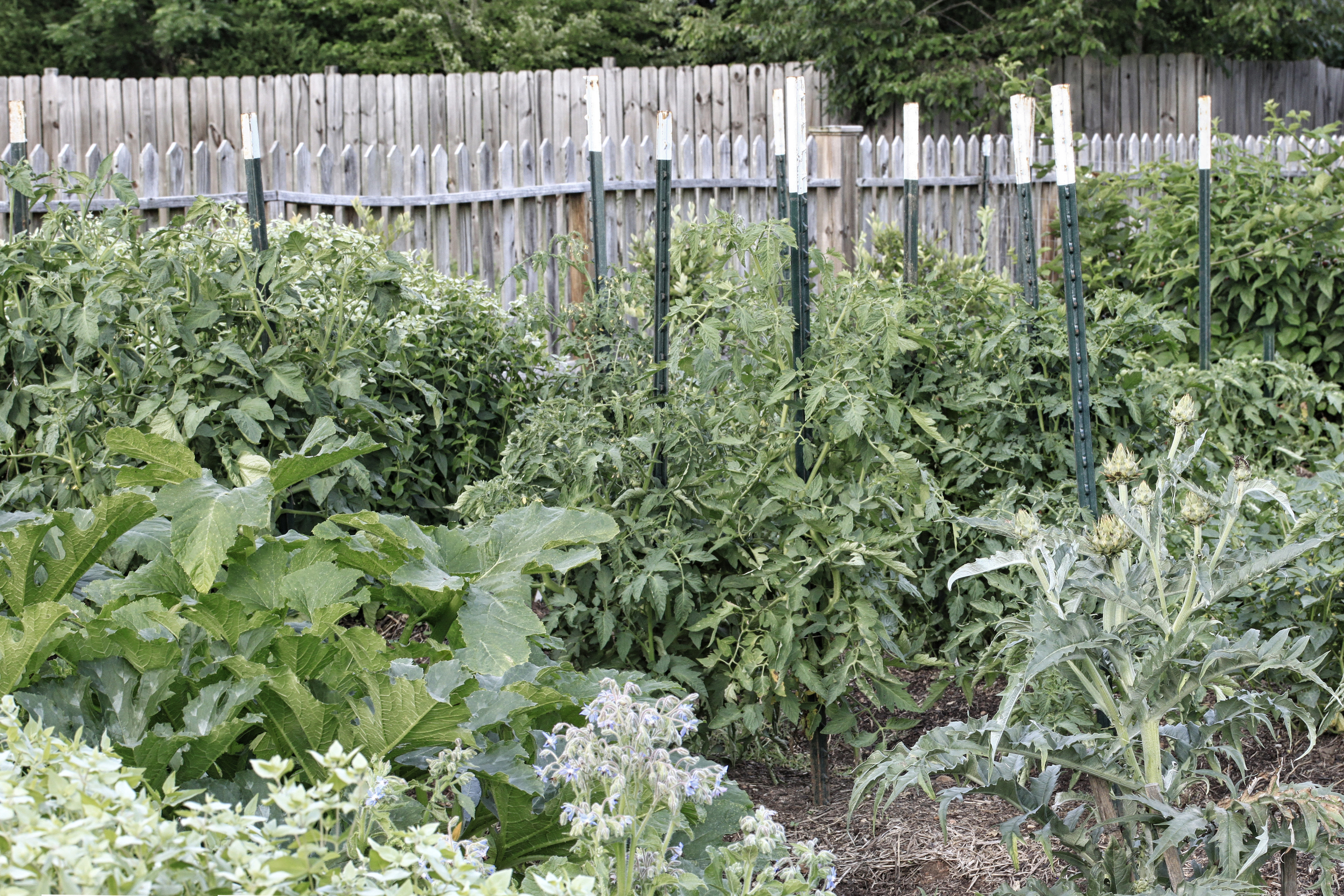 garden3.jpg