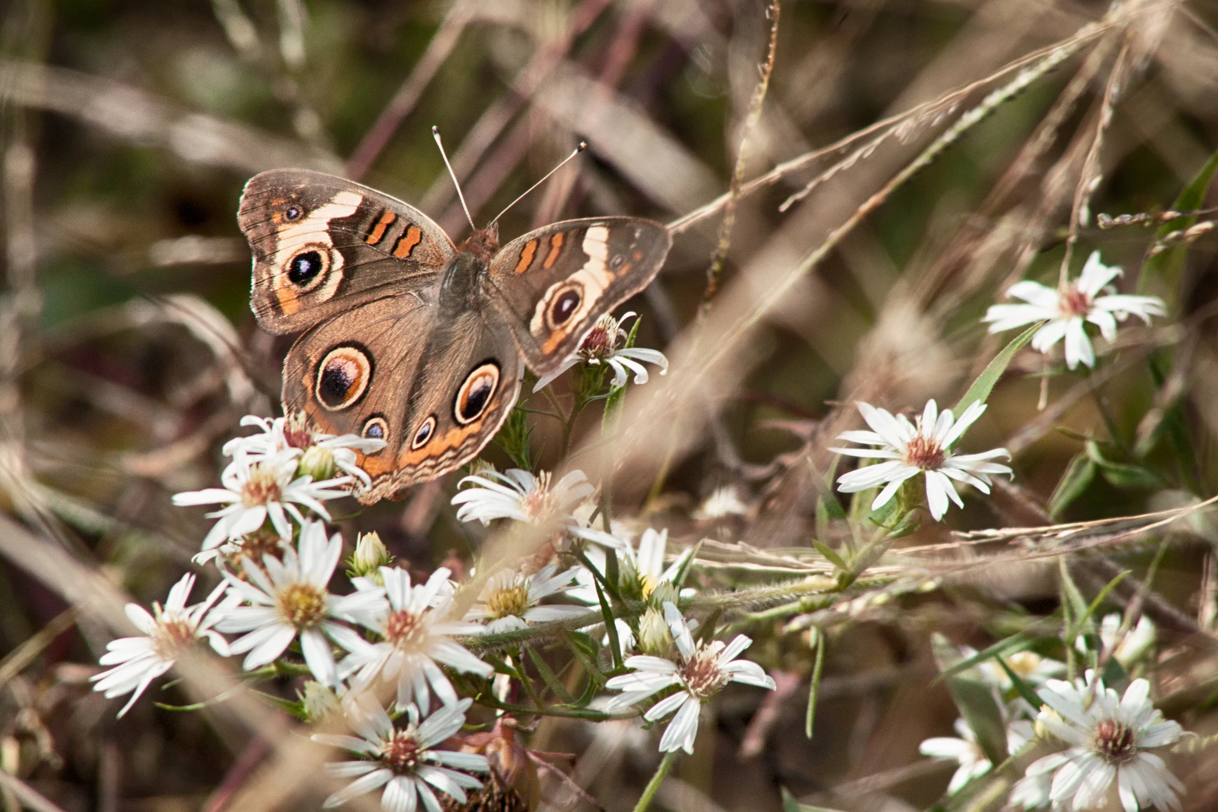 butterfly.jpg