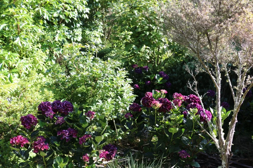Hydrangea