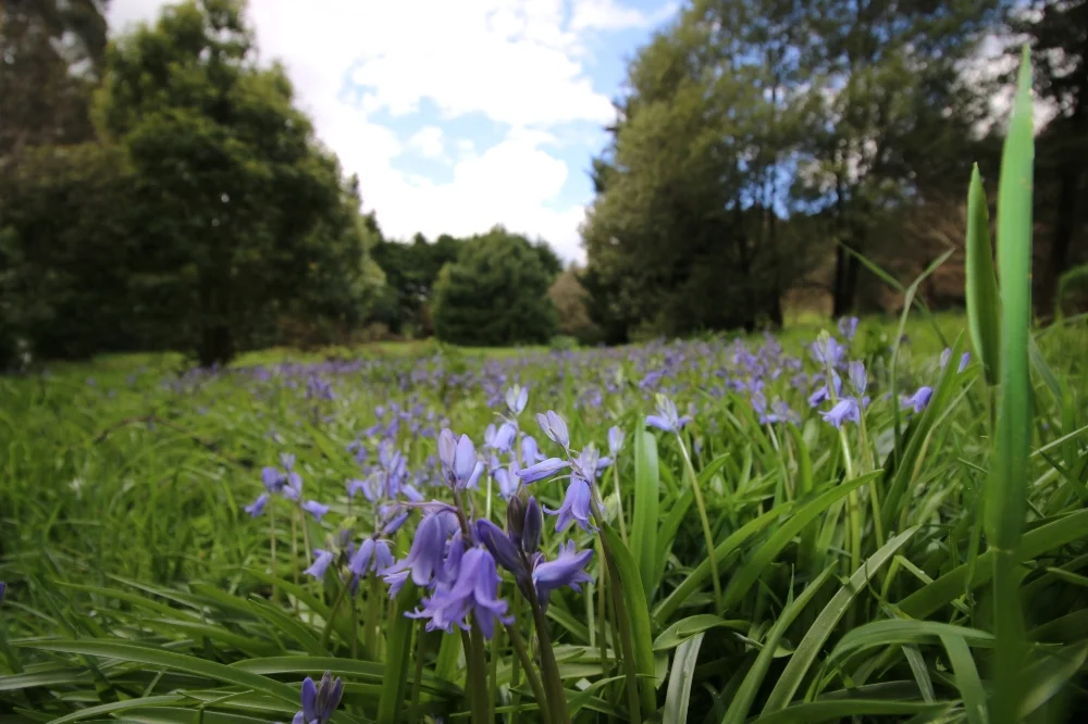 The Bluebell Wood
