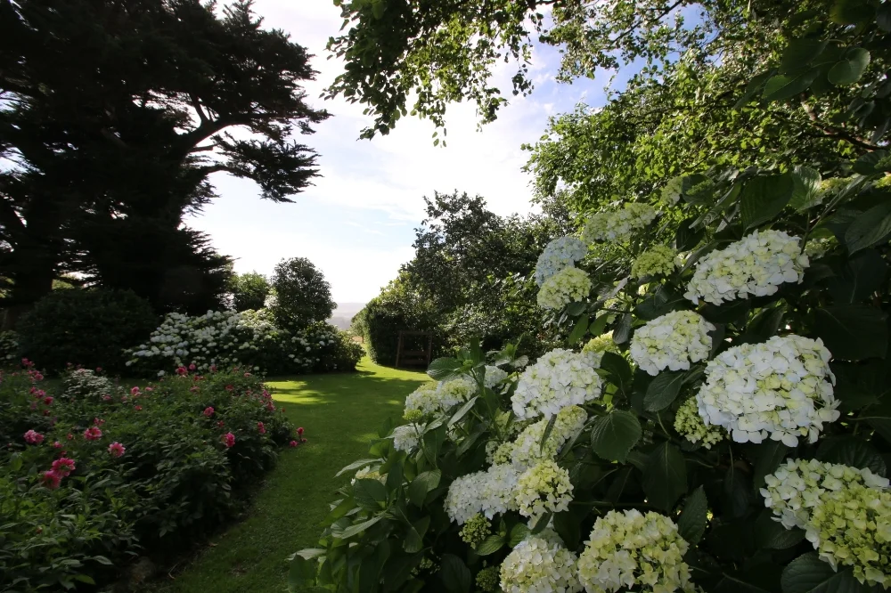 Hydrangeas and dahlias