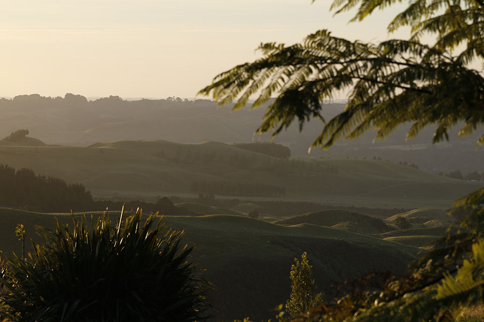 resize view with fern.jpg