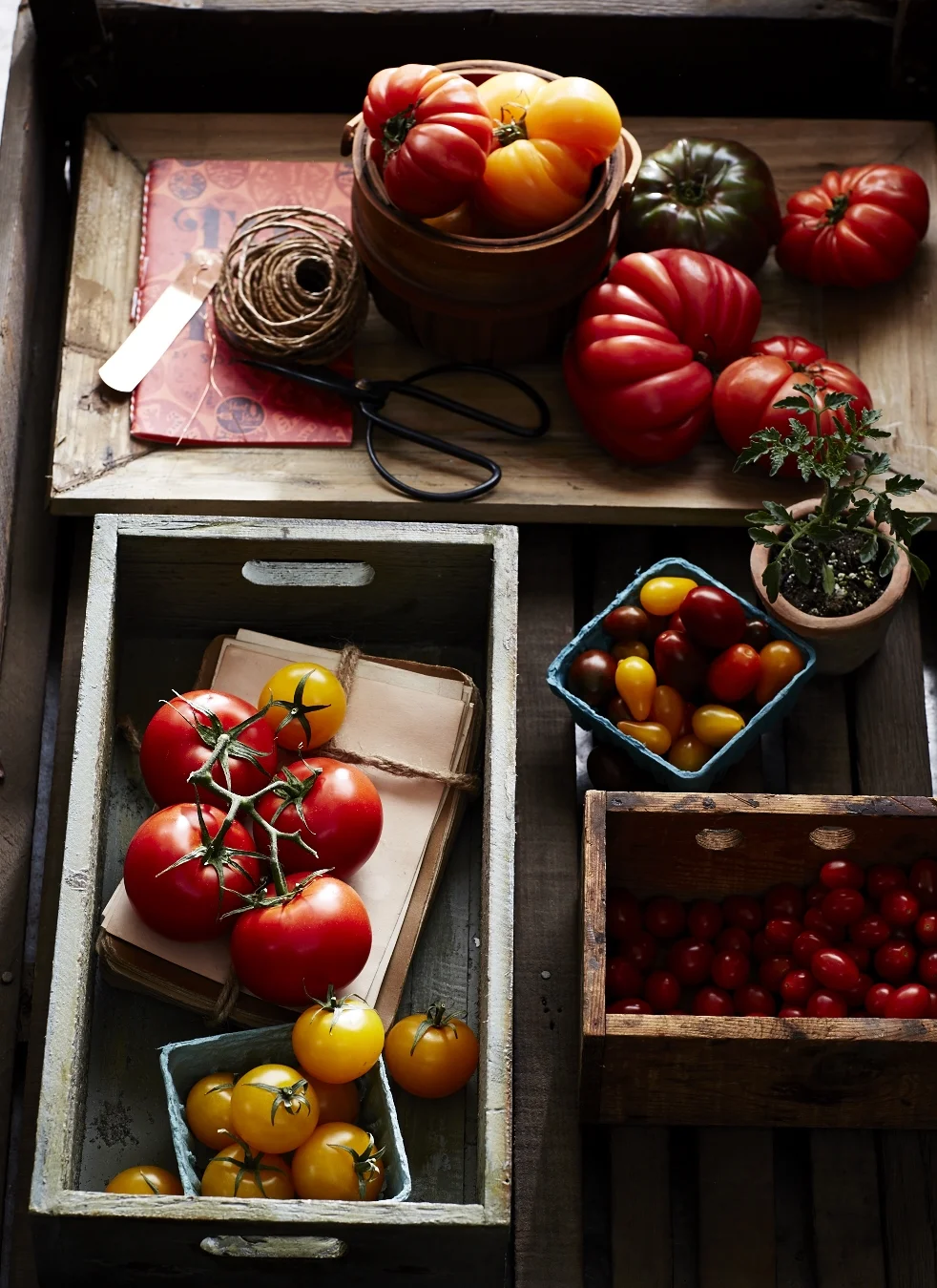 Tomatoes_106.jpg
