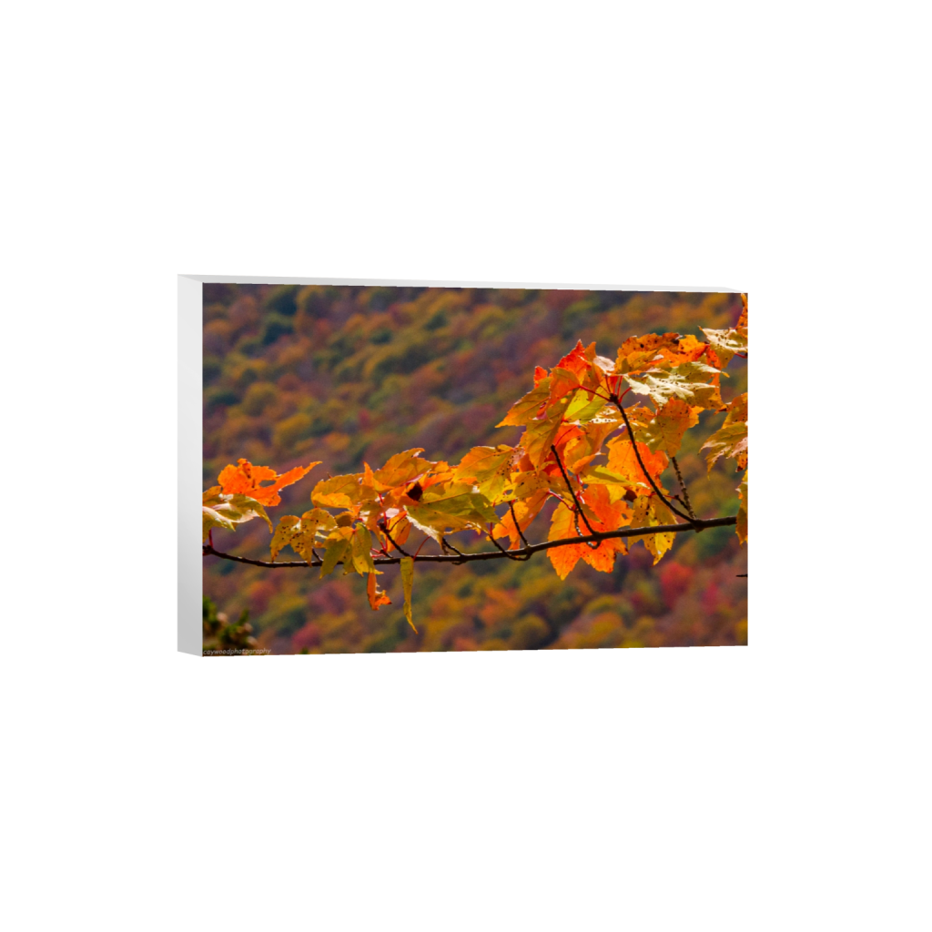 canvas_rectangle2_3_7_0_2262_1508_0_false_ffffff_0_0.png