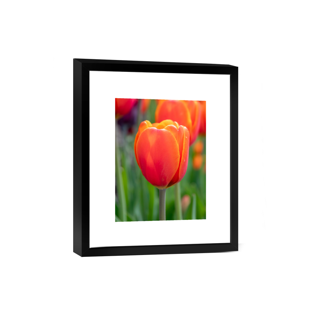 smartframe_rectangle3_4_0_205_2460_3280_0_false_ffffff_0_0.png