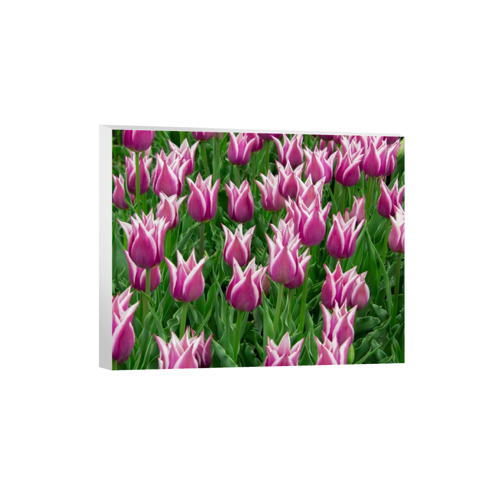 canvas_rectangle4_5_0_441_4418_3534_0_false_ffffff_0_0.png
