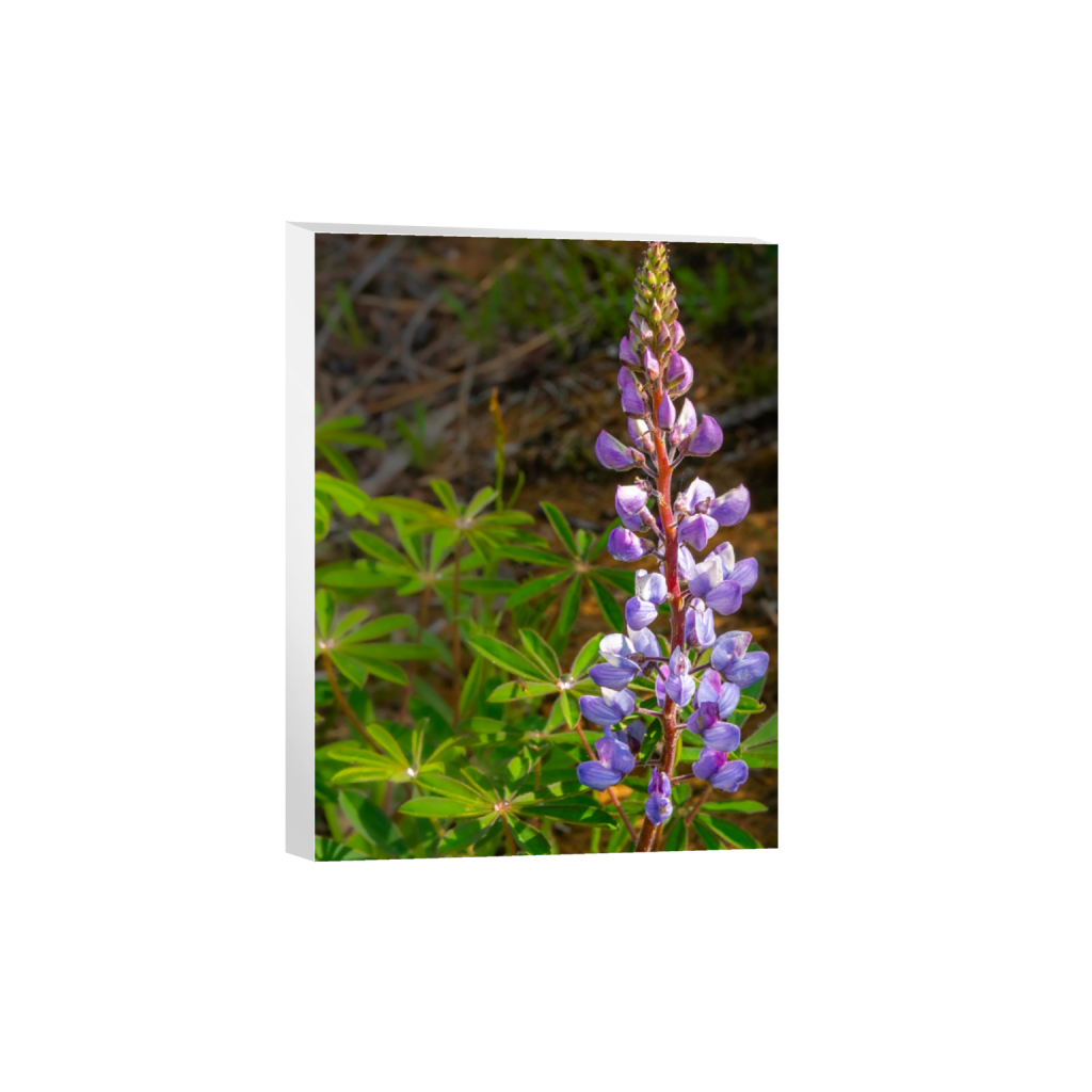 canvas_rectangle3_4_0_185_2254_3005_0_false_ffffff_0_0.png